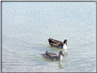 foto Lago Trasimeno